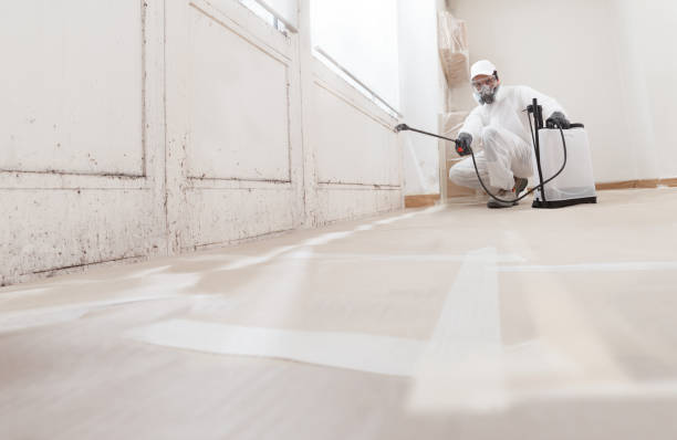Black mold remediation team in Colleyville